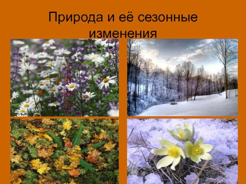 Что такое ритмичность в биологии примеры