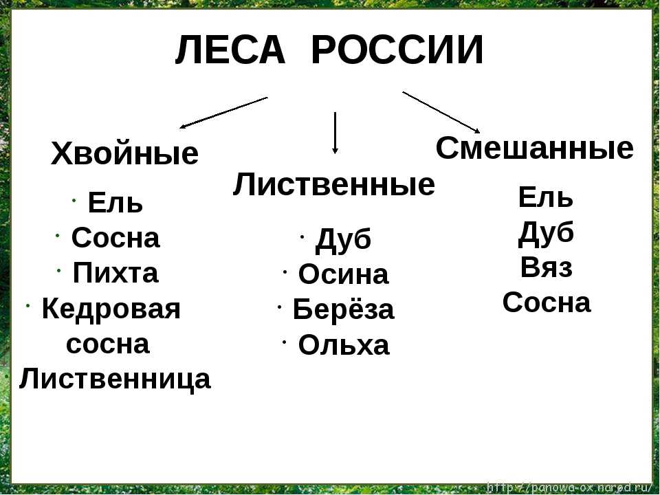 Определитель типов леса европейской россии "forest type" - типология и основные единицы