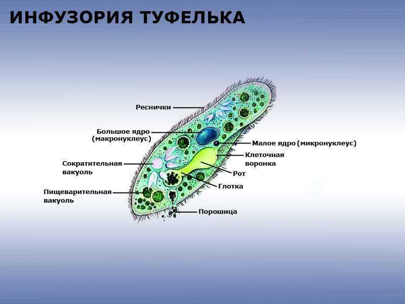 Истина