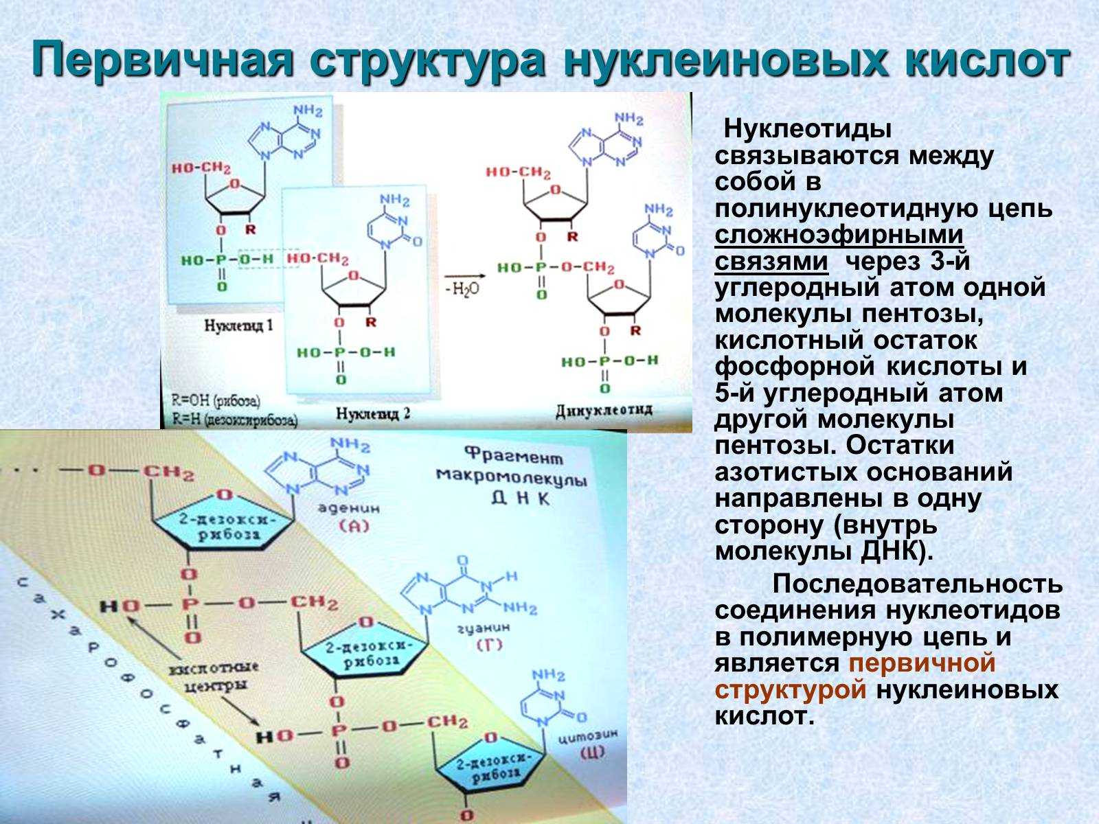 Нуклеотид