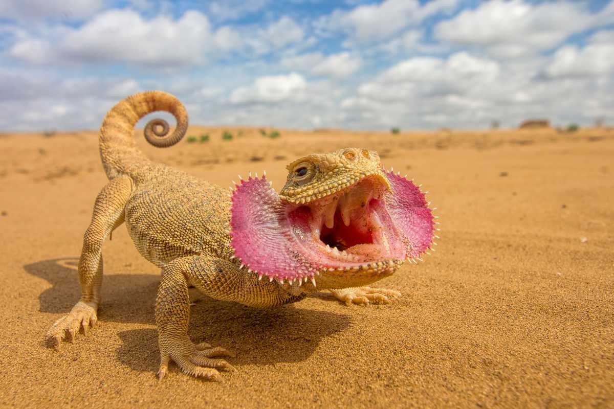 Круглоголовки - удивительные пустынные ящерицы