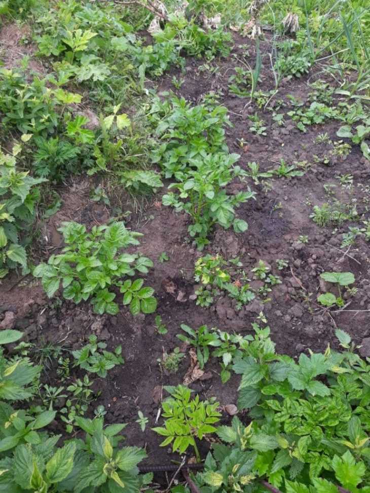 После чего можно сажать картофель на следующий год: кабачки, клубника, помидоры, чеснок, лук, а также какие культуры лучше для правильного севоборота?