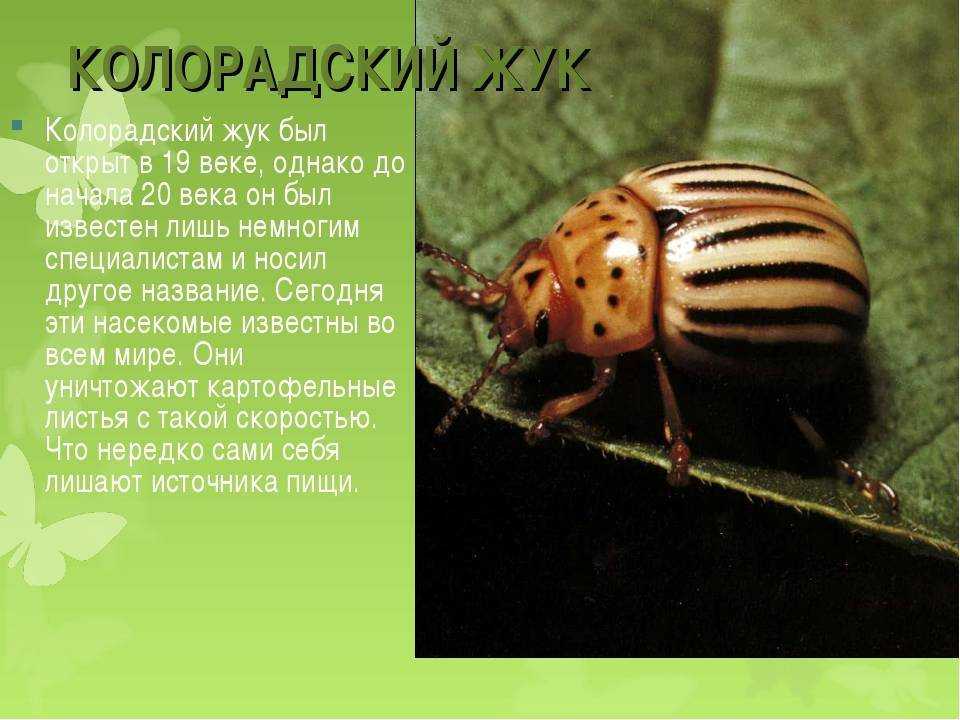 Дополните схему развития колорадского жука термины