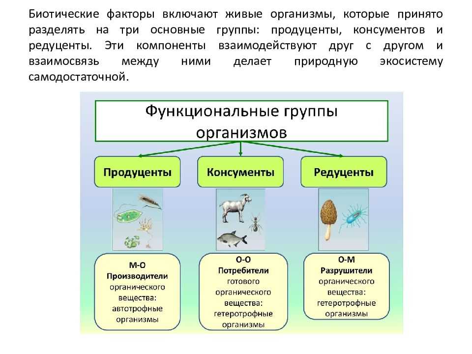 Цепи питания в биологии – что это такое, пищевые типы и примеры (6 класс)