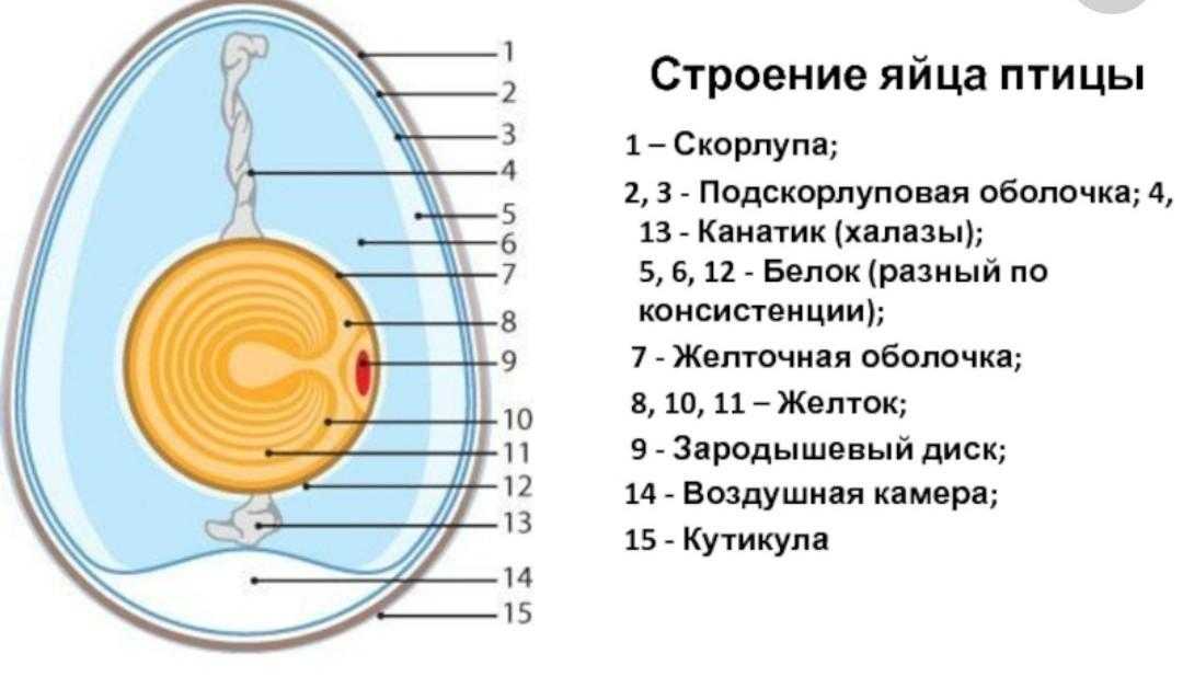 Зачем у птиц разные яйца: разбираемся в причинах