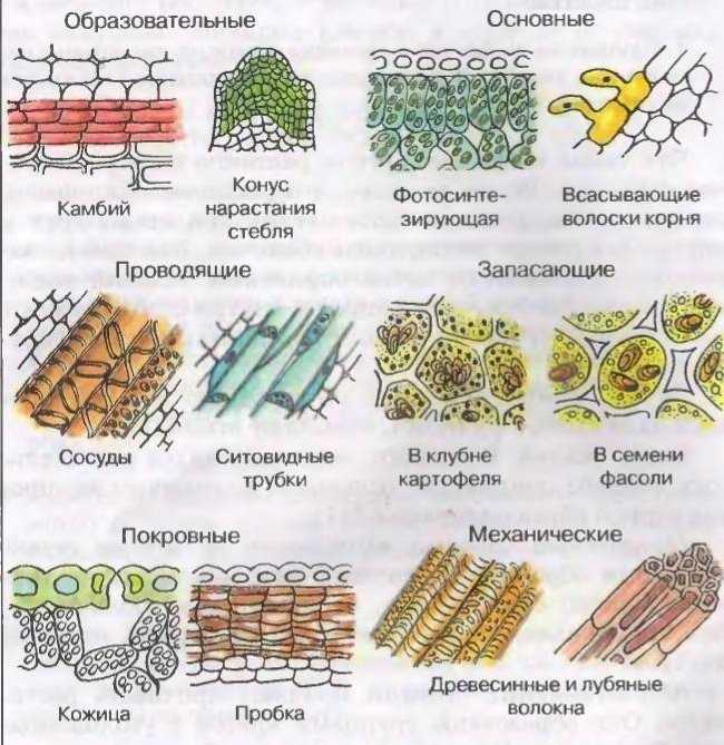 Выделительные ткани растений: строение и функции