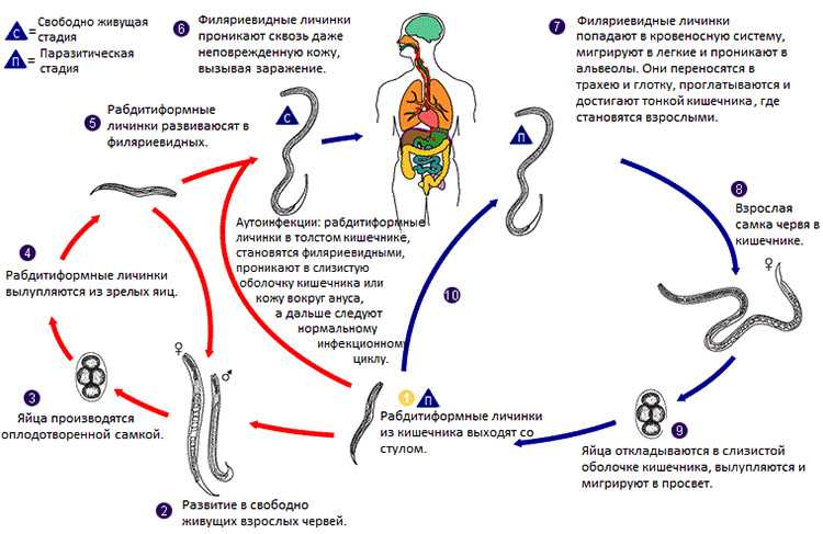 Стронгилятоз лошадей. реферат. сельское хозяйство. 2011-11-27