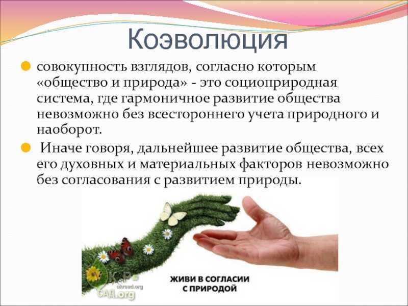 Доклад на тему голосеменные растения для 6 класс сообщение