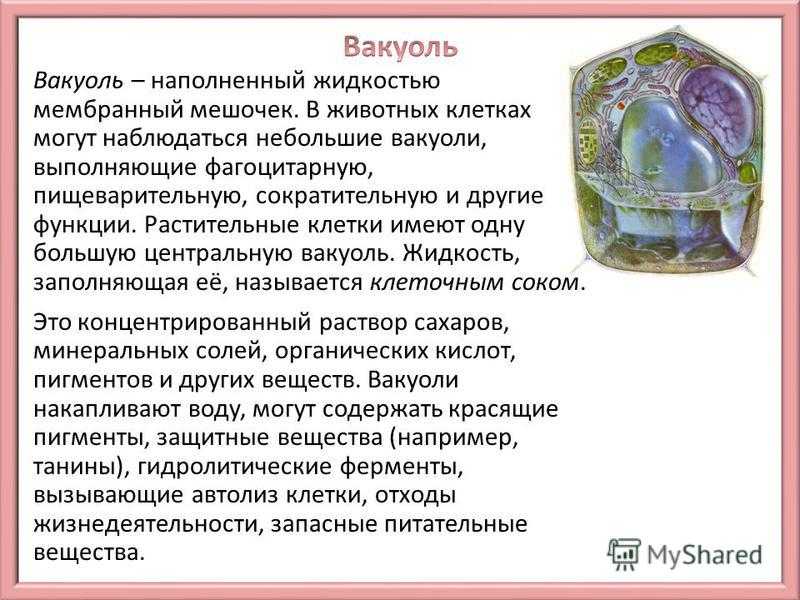 Строение растительной клетки