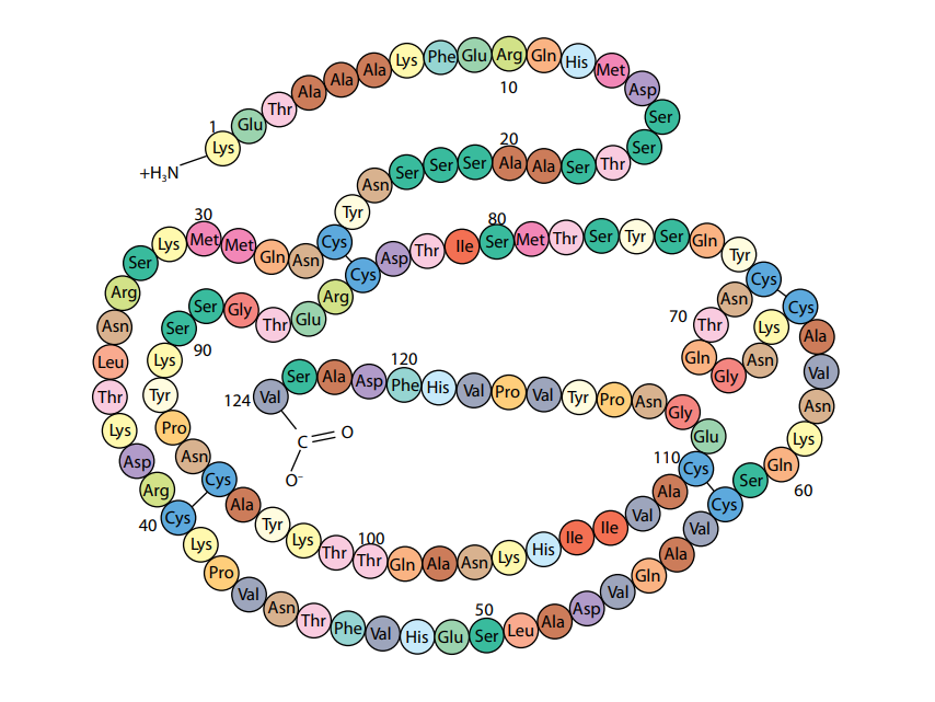 Рибонуклеаза (ribonuclease) описание