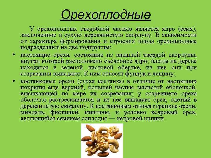 Виды орехов — 37 названий с фото и описанием