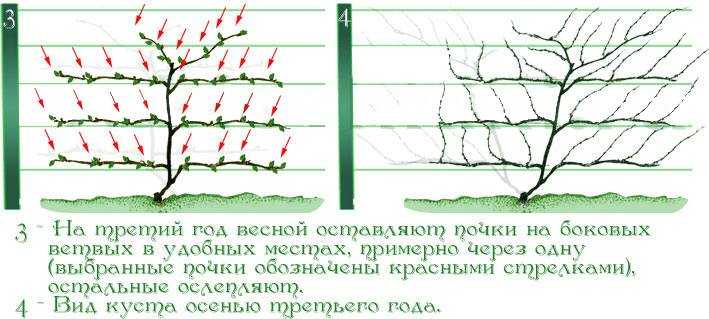 Лимонник китайский в ландшафтном дизайне, посадка и уход