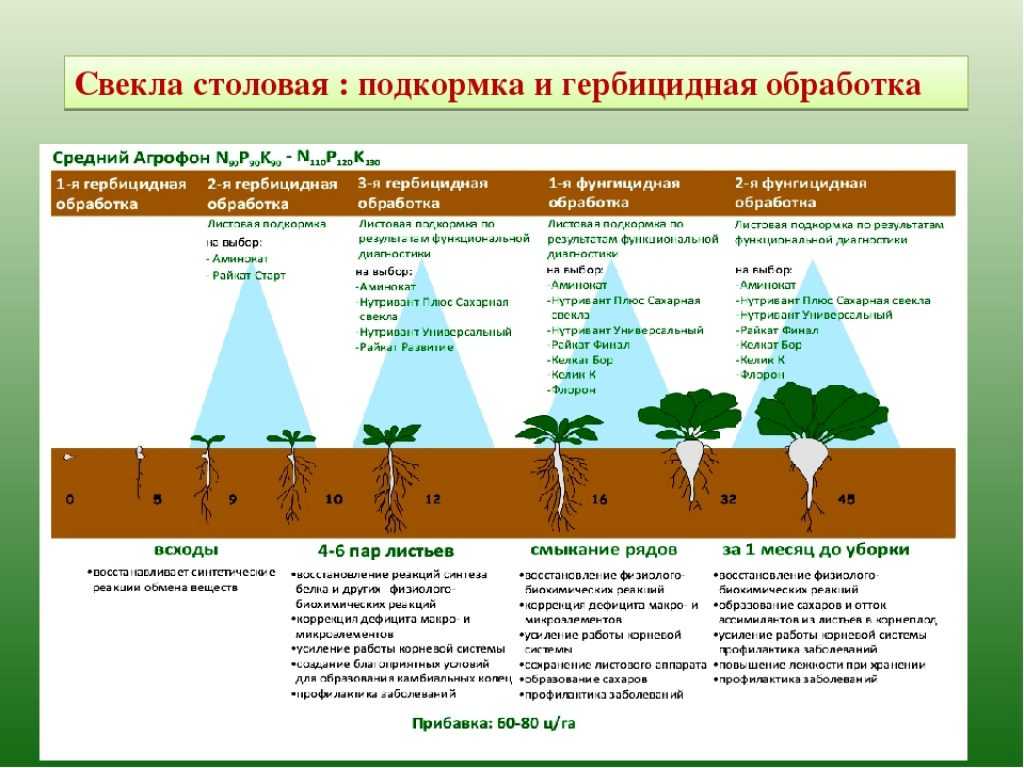Выращивание сахарной свеклы: особенности посадки и ухода