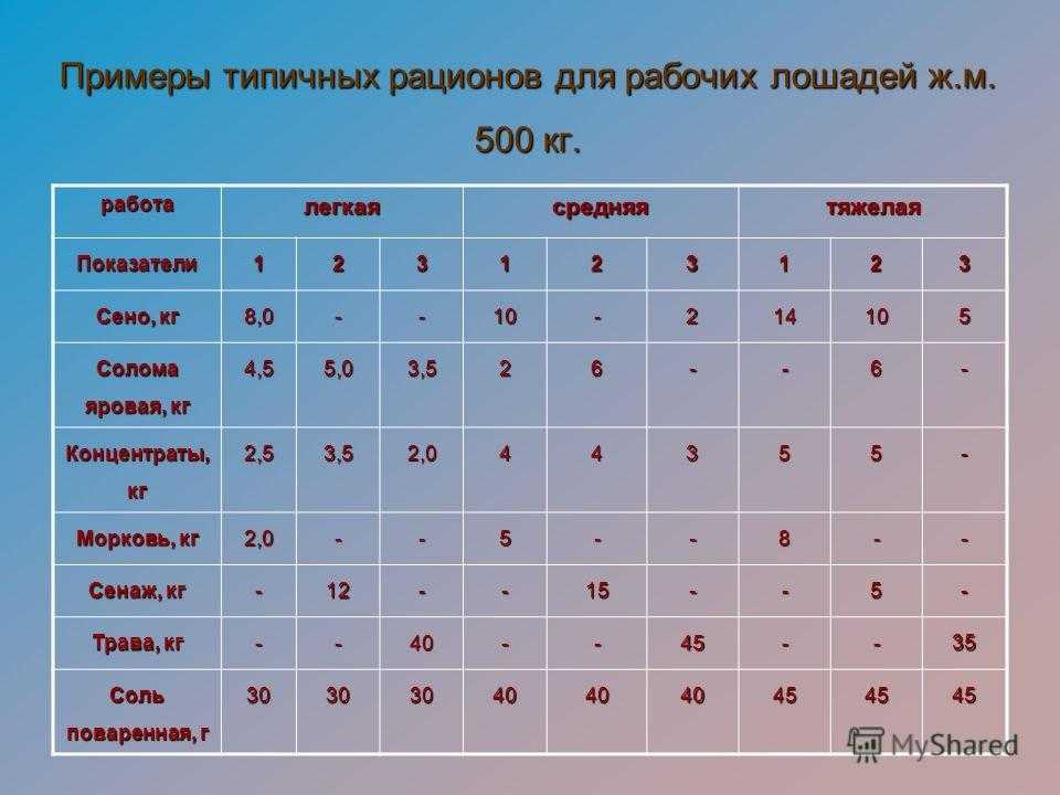 Кормим лошадь правильно - вода