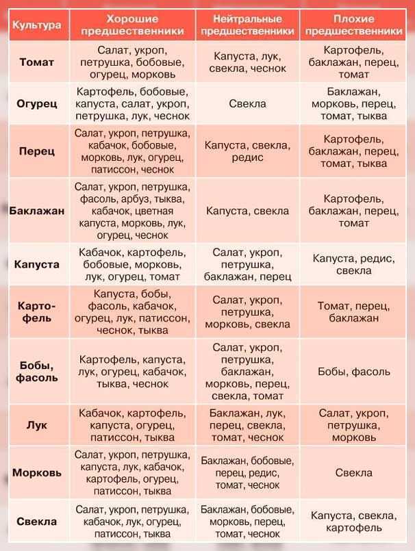 Технология выращивания озимой пшеницы: когда и как сеять