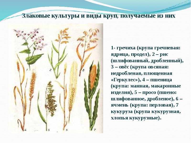 Состав и питательность зеленого корма посевных растений (стр. 4 из 4)