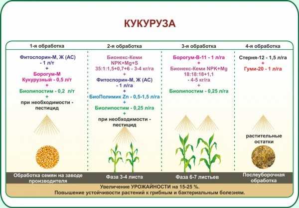 Правильная технология посева и возделывания кукурузы
