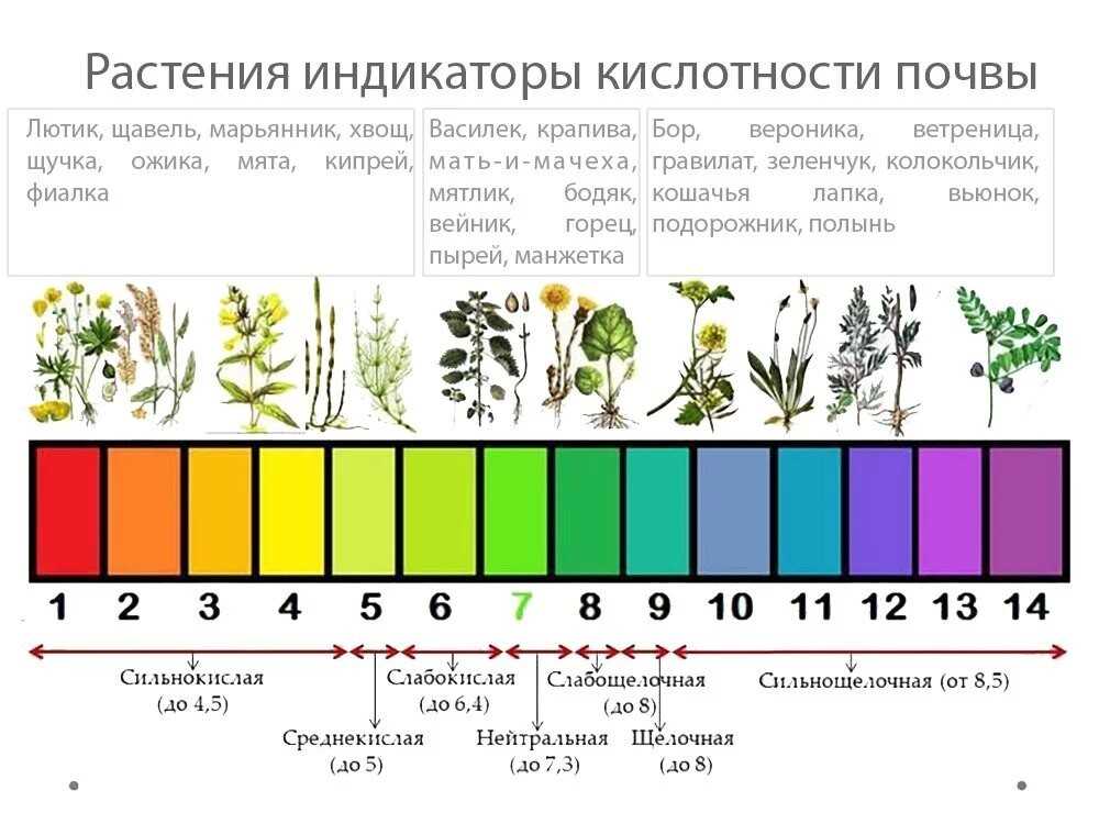 Агрохимия и агропочвоведение - агрохимическая характеристика дерново-подзолистых и серых лесных почв.