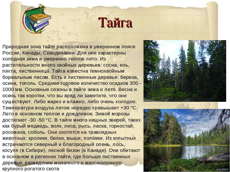 Тайга - природная зона, описание, климат, особенности и характеристика | зона тайги россии