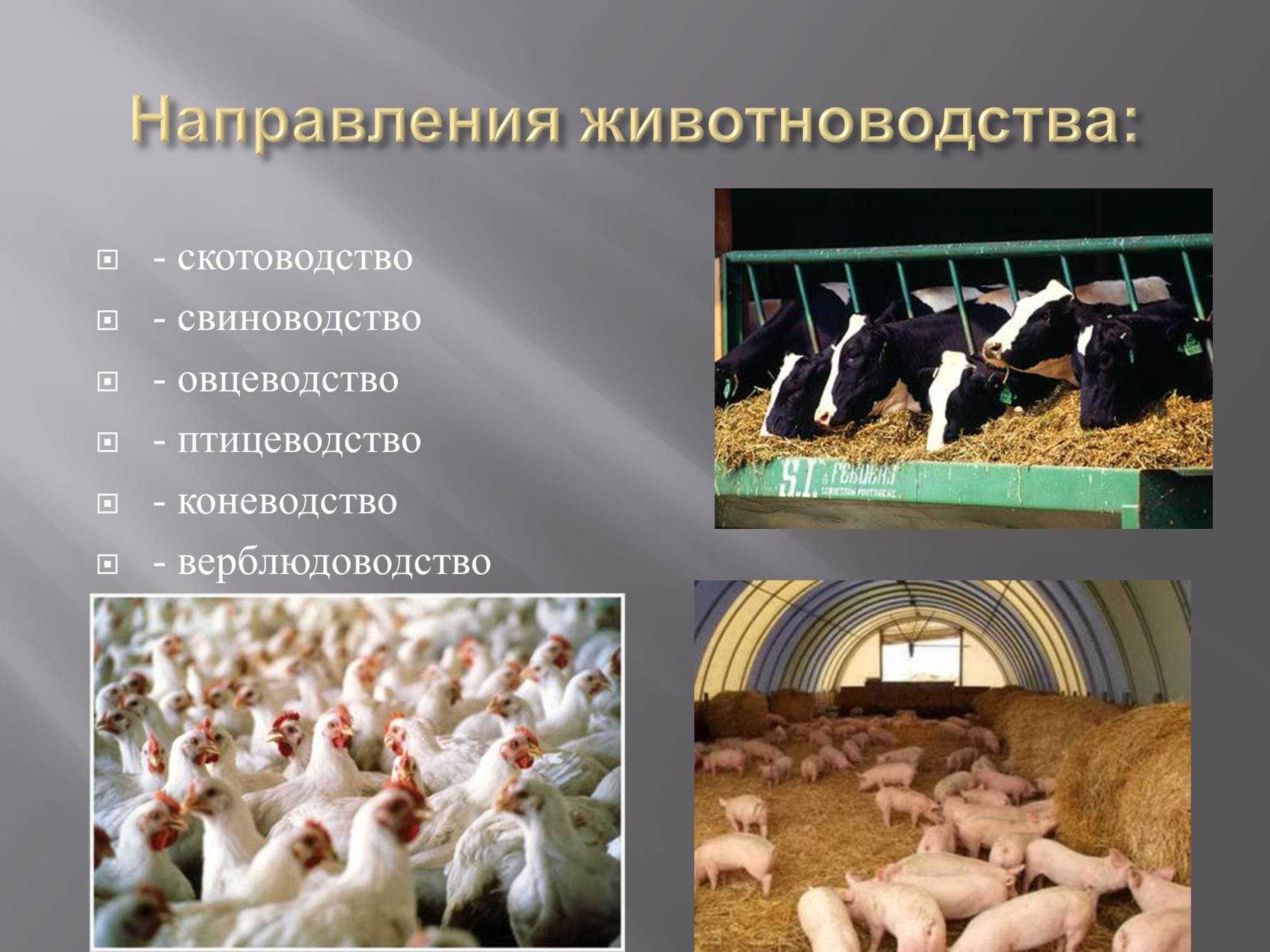 Разведение