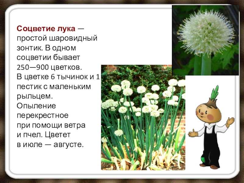 Выращиваем декоративный лук. посадка и уход. виды, сорта. фото — ботаничка