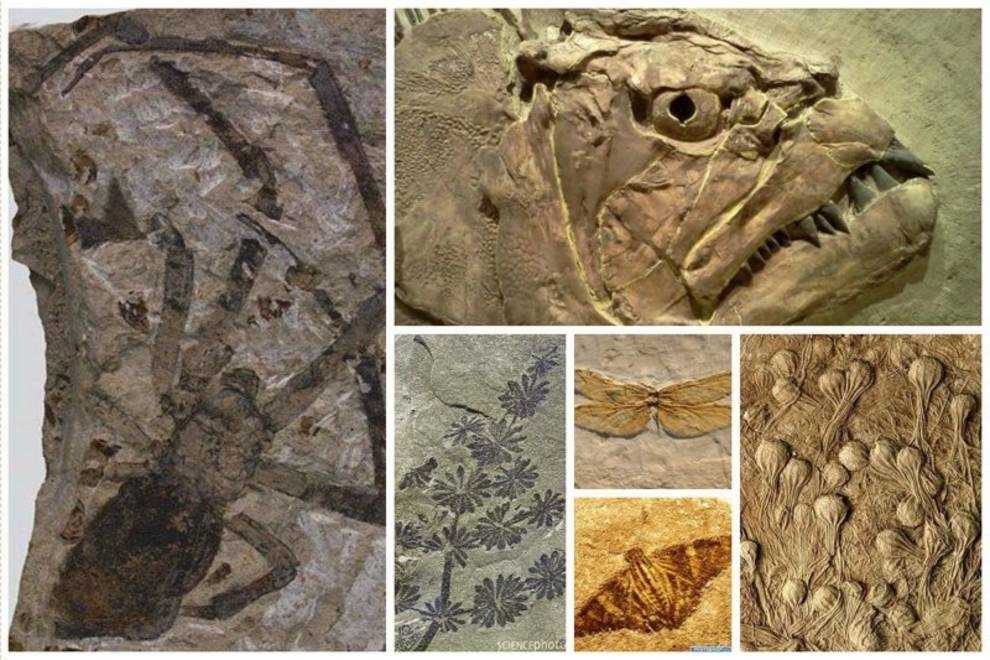Окаменелости аммонита раскрывают геологическую историю древних океанов