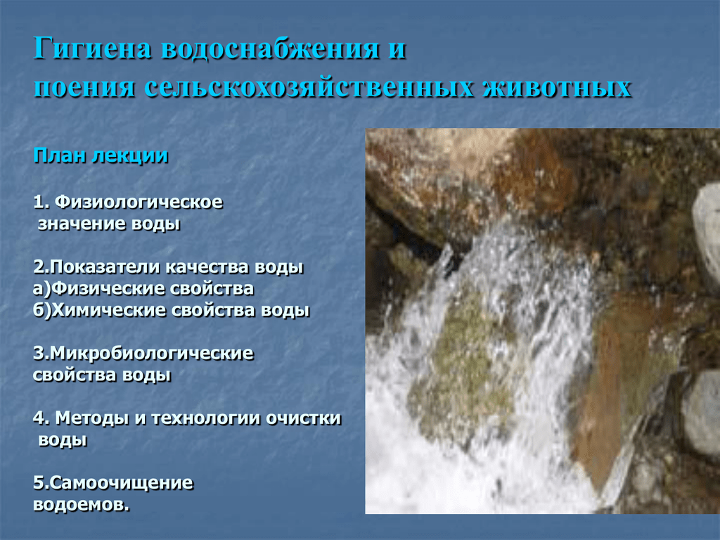 Зоогигиенические требования содержания крупного рогатого скота