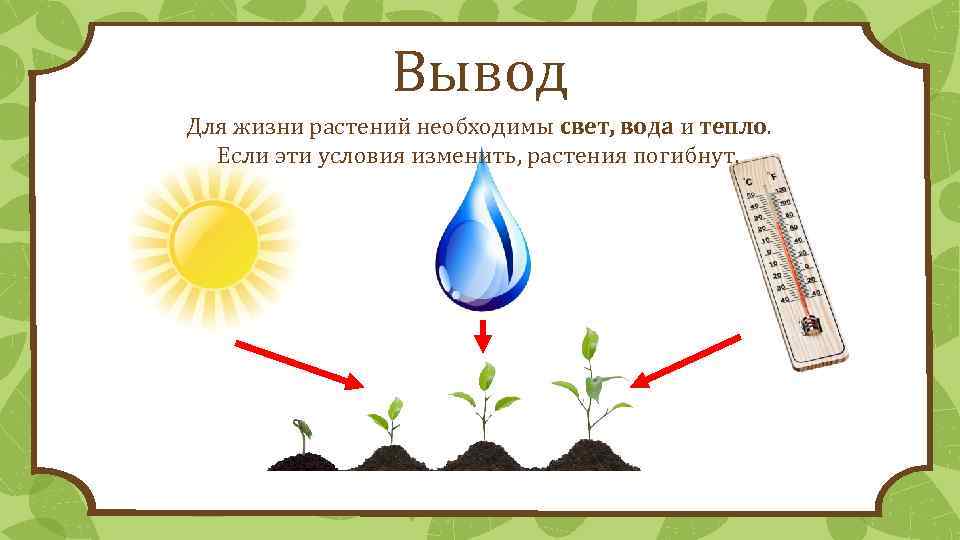 Влияние температуры на жизнь растений