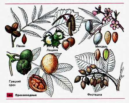 Орехоплодные - фундук и грецкий орех. плодовые культуры