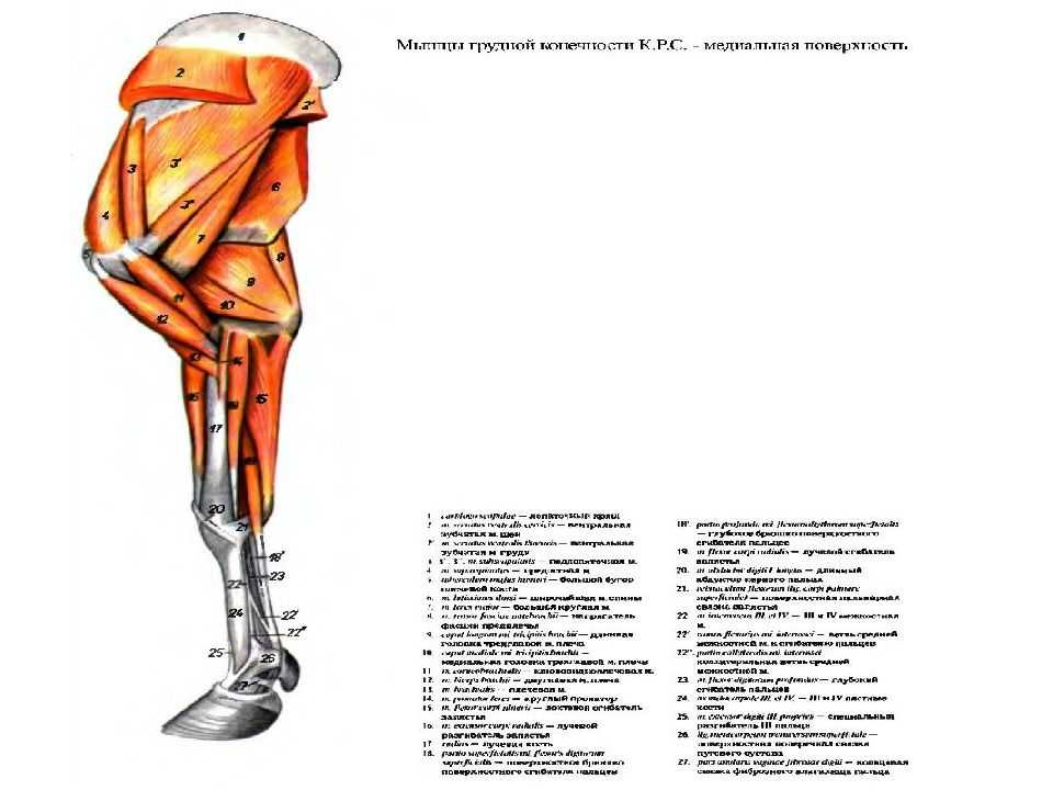 Болезни крупного
 рогатого скота