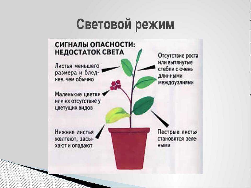 Значение температуры воздуха для комнатных растений — обзор!