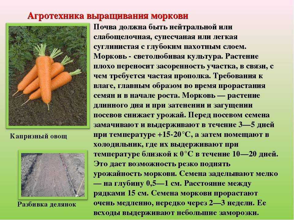 Разработка интенсивной технологии возделывания моркови