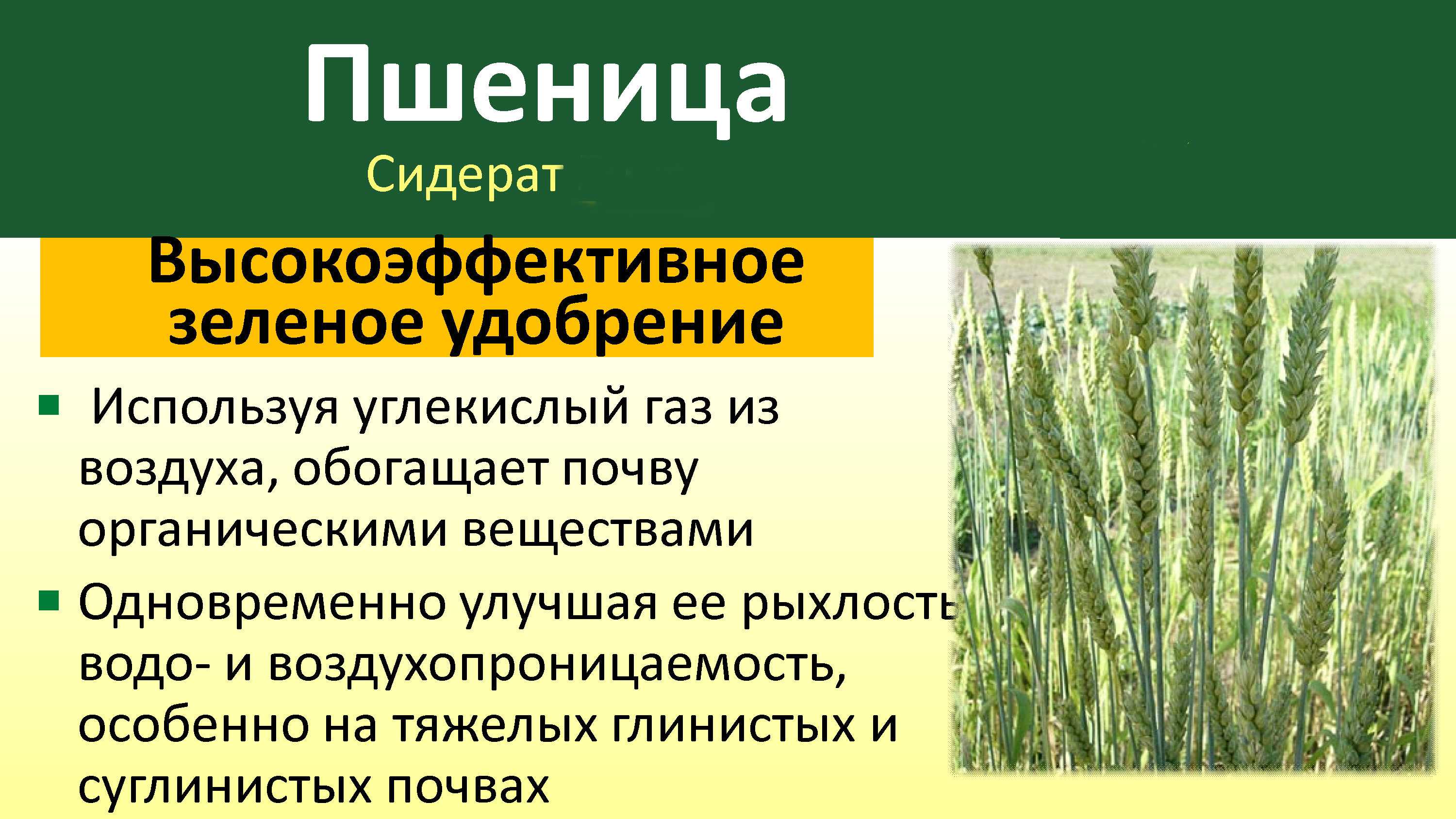Плюсы и минусы люцерны в качестве сидерата, как и когда сеять