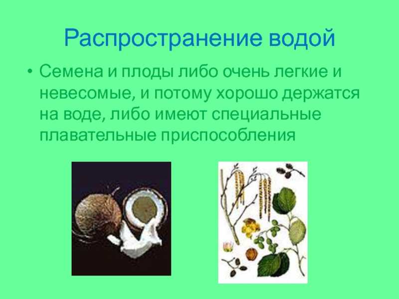 Плод. способы распространения и значение