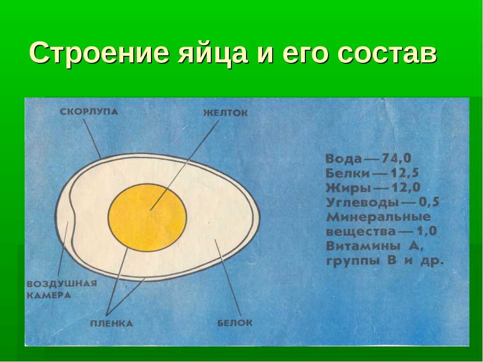 Внутреннее строение птиц, системы органов, поведение в природе