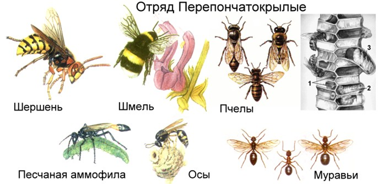 7 класс. биология. отряд перепончатокрылые