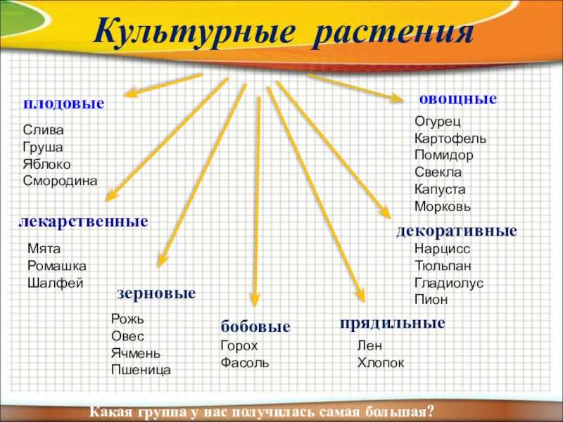 Информация о культурных растениях – их виды кратко (3 класс, окружающий мир)