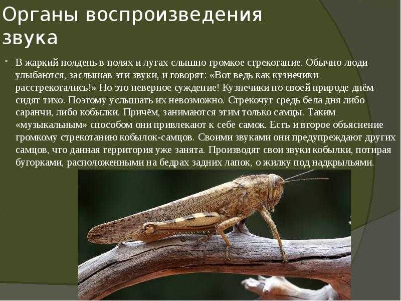 Жизненные формы саранчовых