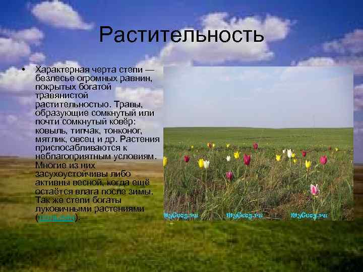 Животные и растения степи россии – фото, список, названия, описание, доклад