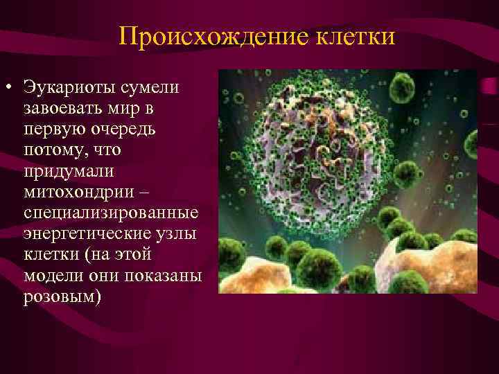 Клетка как структурная и функциональная единица жизни #46