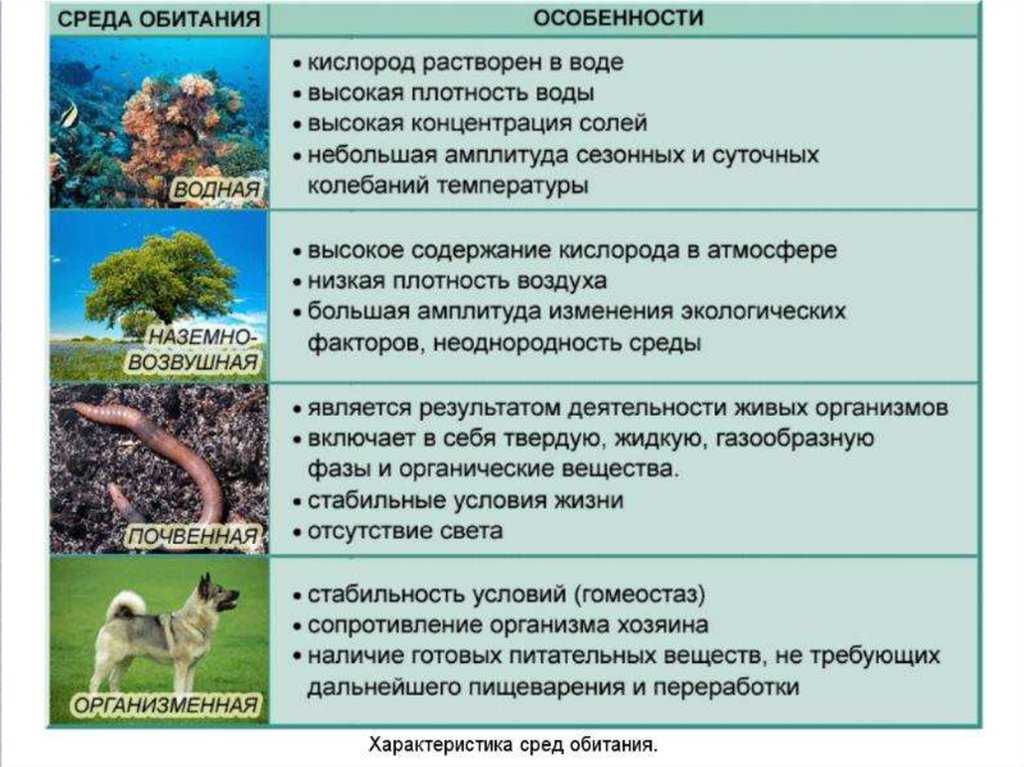 Водоросли термофильные
