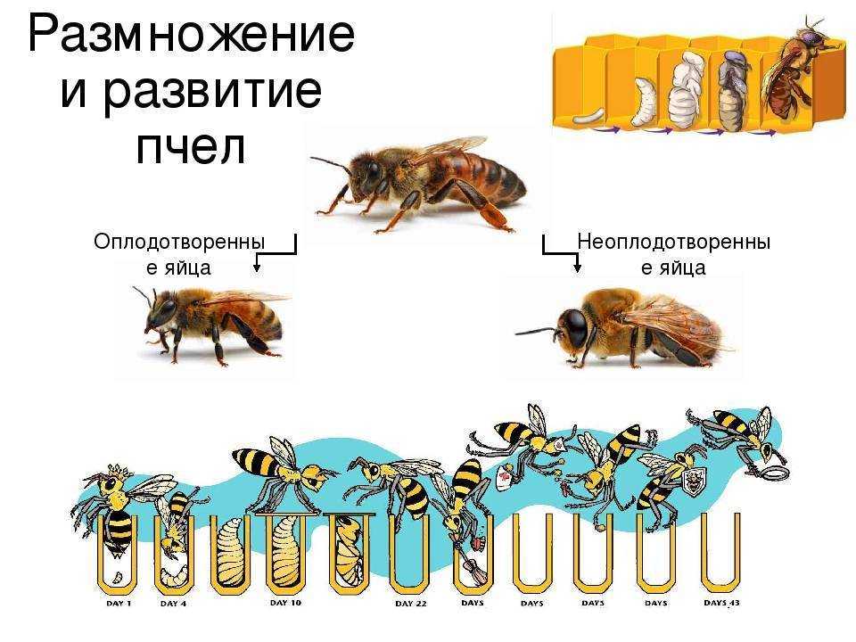 Реферат: развитие медоносных пчёл
