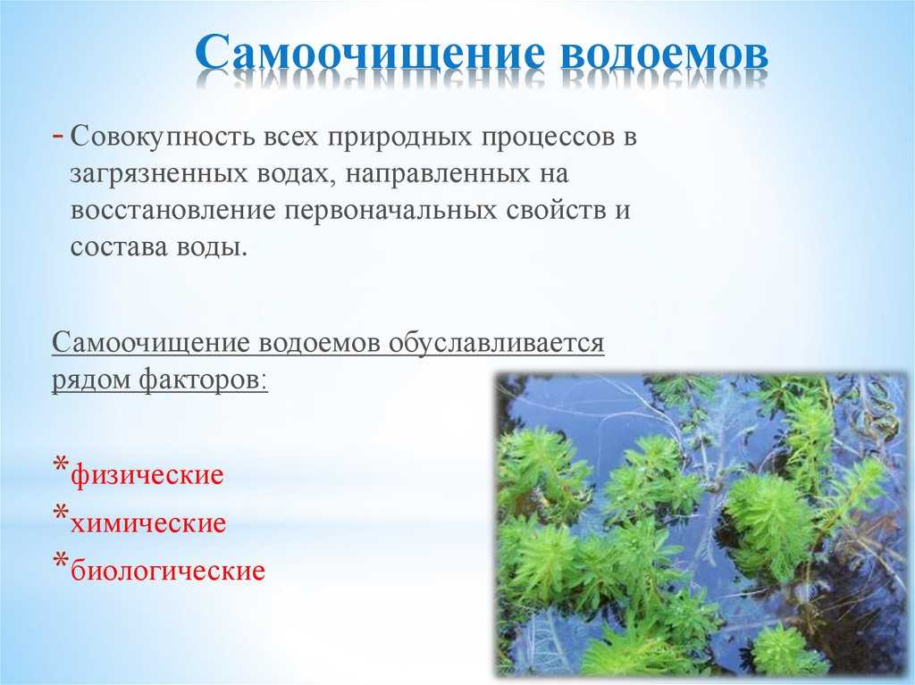 Презентация на тему: "способы очистки воды от микробов. какие существуют способы очистки воды в природе. самоочищение водоемов обусловливается рядом факторов. условно их можно.". скачать бесплатно и без регистрации.
