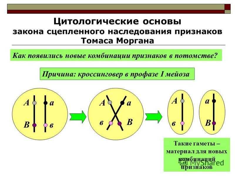 Презентация на тему "сцепление генов. кроссинговер" по биологии