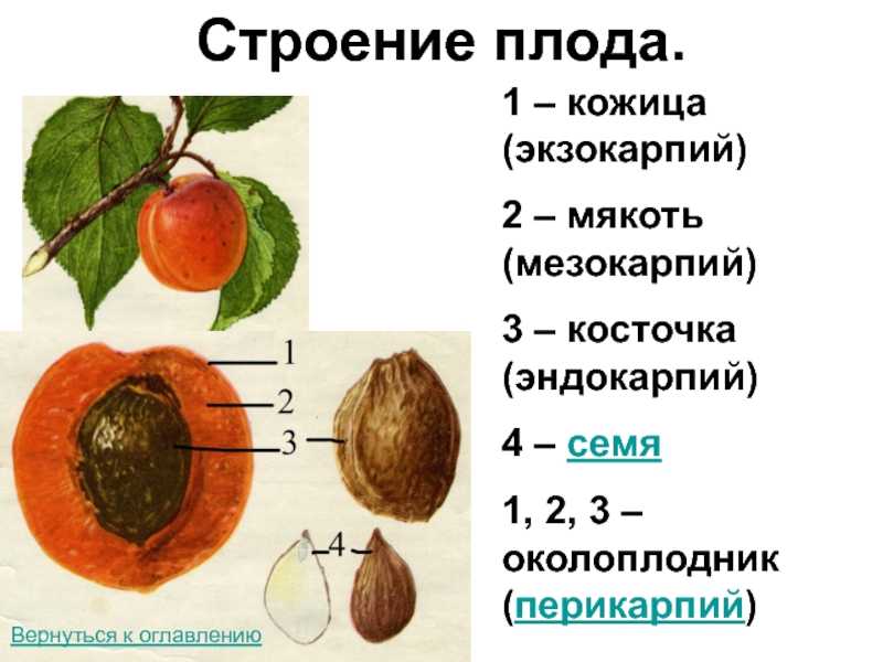 Строение плодов растения: основные черты и способы распространения