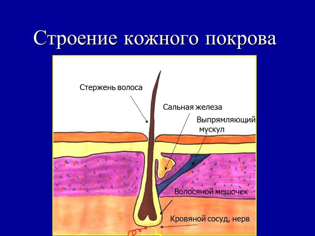 Терминология кожевенного производства
