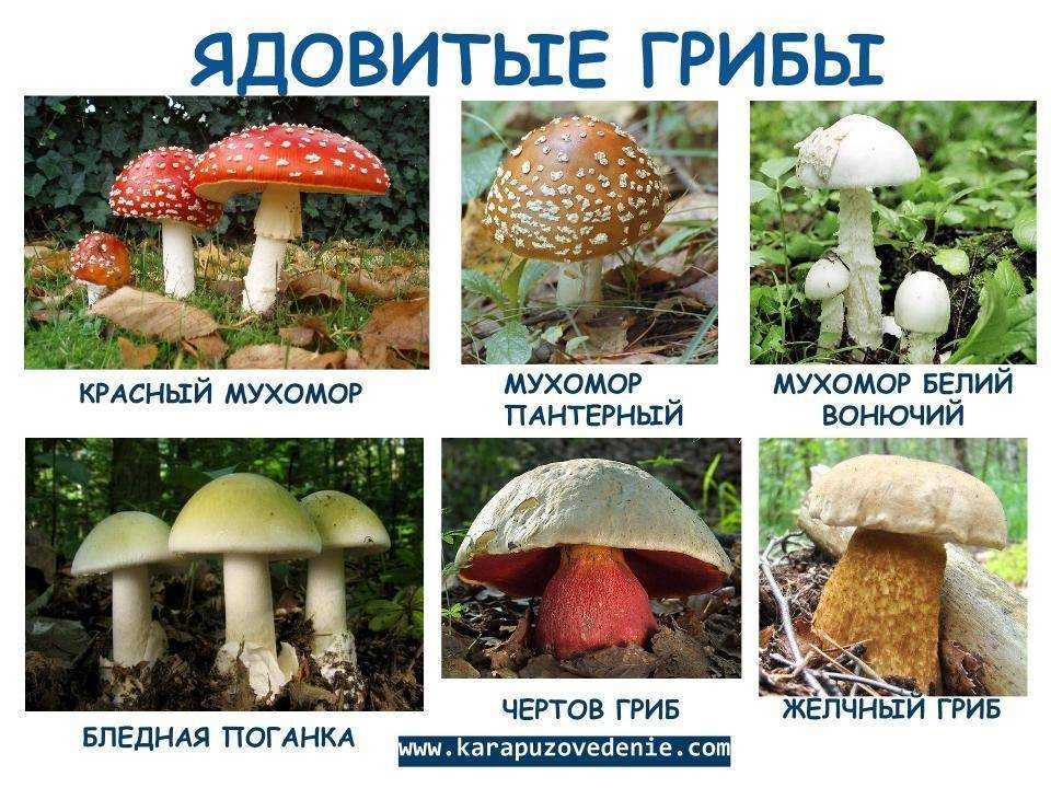 Грибы – это овощи или нет?