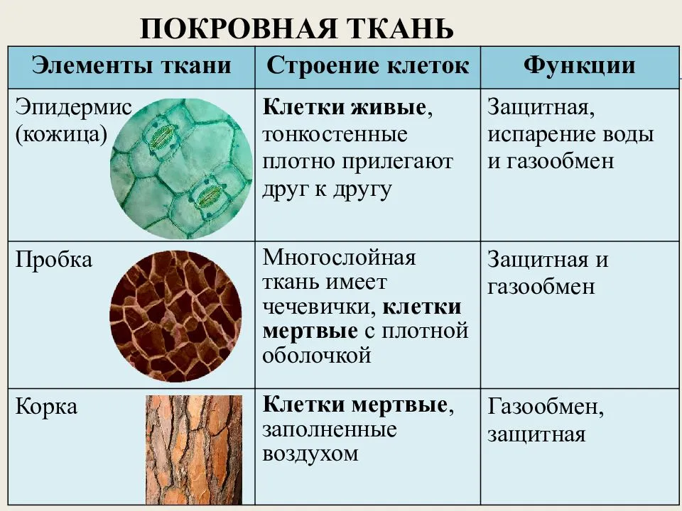 Проводящая ткань растений: строение, функции, ее значение в жизни