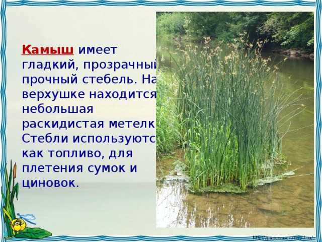 Что такое камыш?