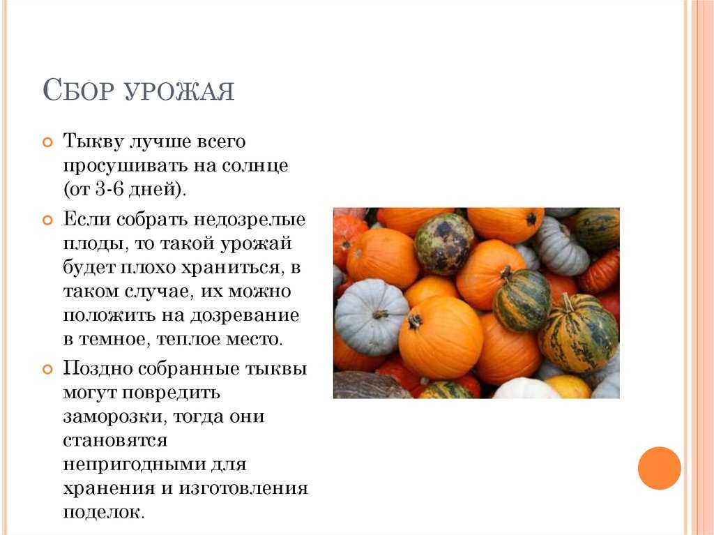 Тыква — полезные и лечебные свойства